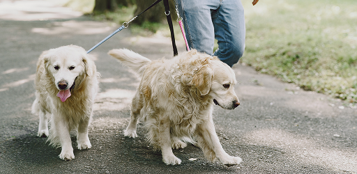 VIP Destek Hizmetleri