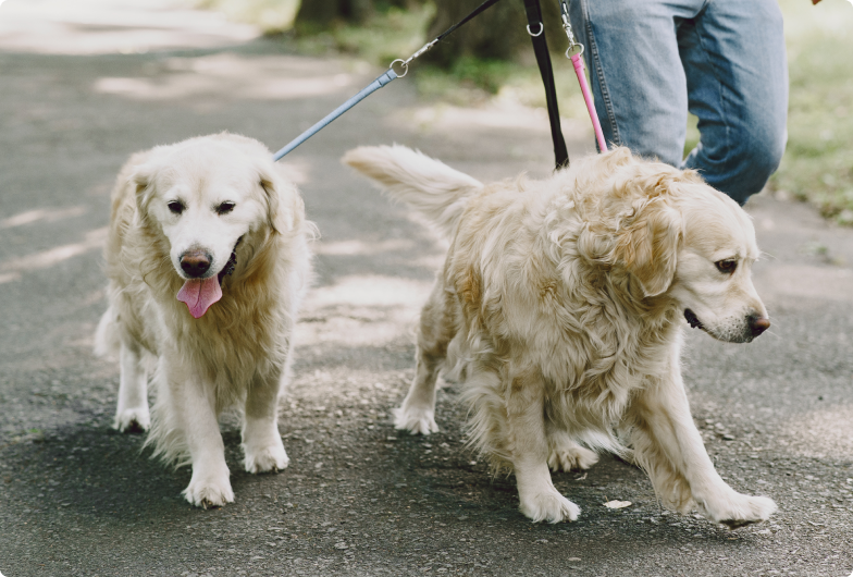 VIP Destek Hizmetleri